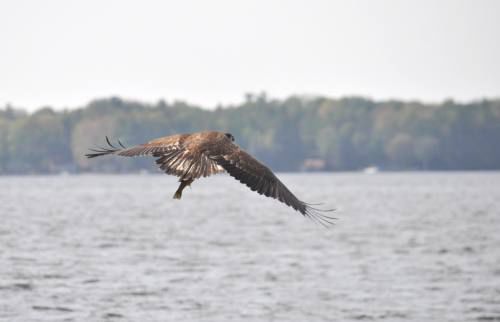 Young bald eagle snatches some lunch out of Lake Mitchell